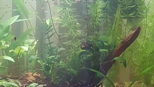 Premier changement d'eau pour mes petits bonhommes...