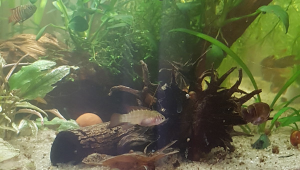 Premier changement d'eau pour mes petits bonhommes...