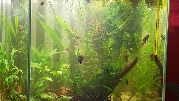 Premier changement d'eau pour mes petits bonhommes...