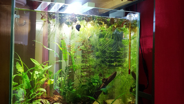 Lendemain de nettoyage