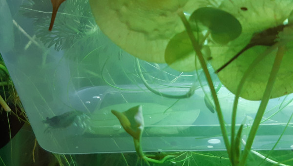 Crevette enceinte isolée