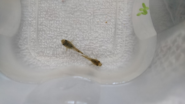 Maintenance + transfert