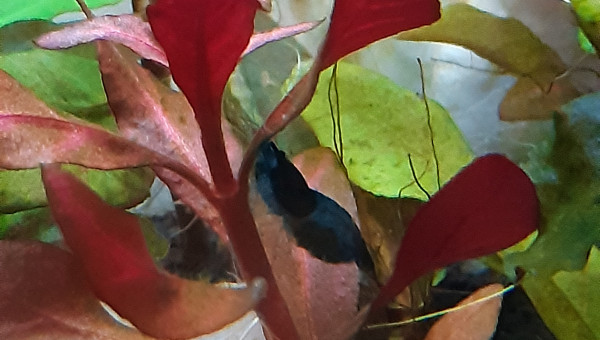 Autre crevette enceinte <3