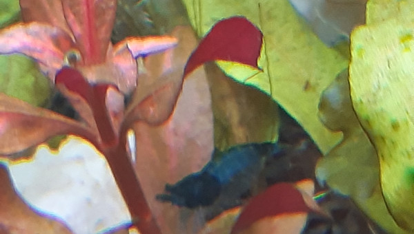 Autre crevette enceinte <3