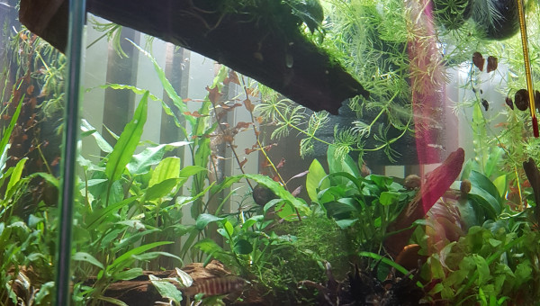 C'est la jungle au paradis !