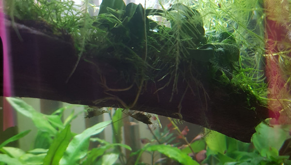 C'est la jungle au paradis !