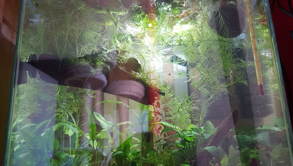 C'est la jungle au paradis !