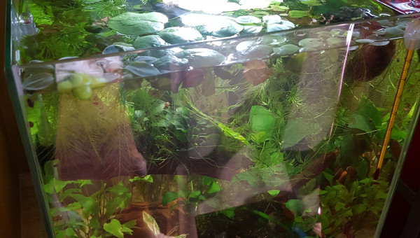 C'est la jungle au paradis !