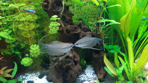 Gourami leeri