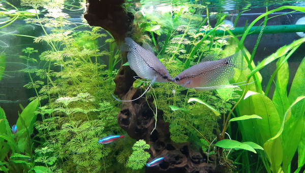 Gourami leeri