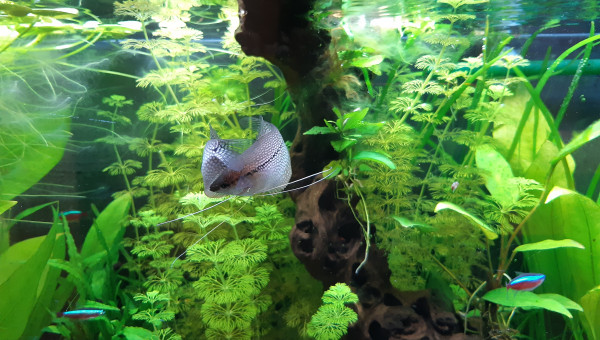 Gourami leeri