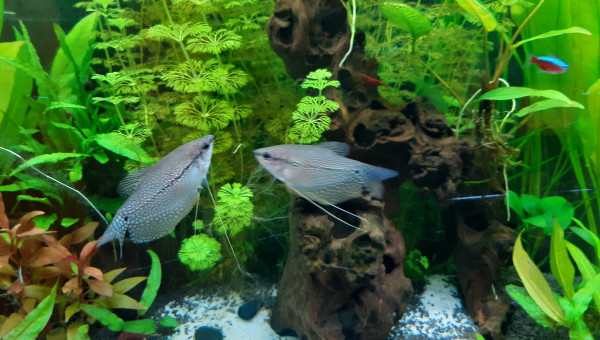 Gourami leeri