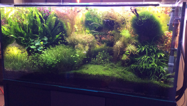 Adieu la ludwigia pas super White.