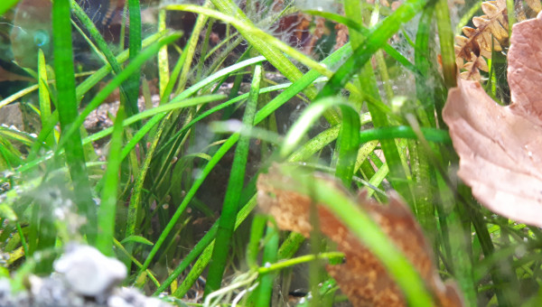 Ponte Cryptoheros Sajica