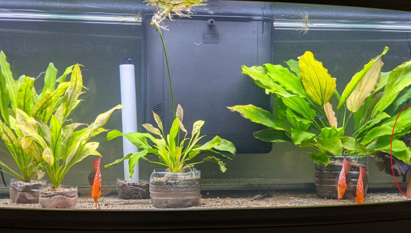 Introduction des poissons