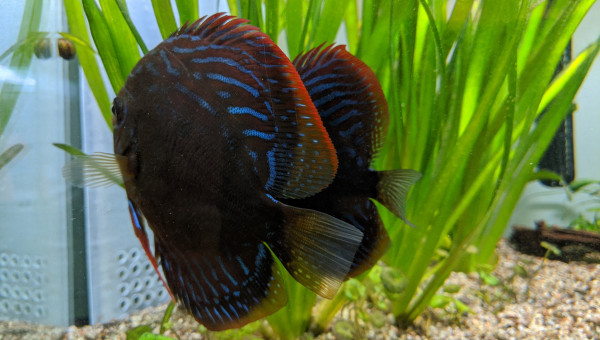 2 ème ponte de Jasmine et Spike (et succès)