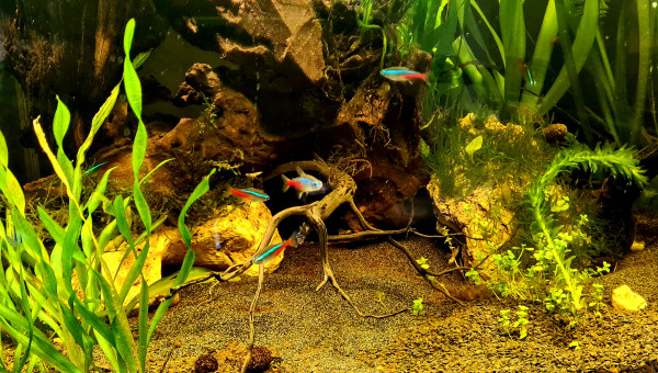 Introduction banc de neons