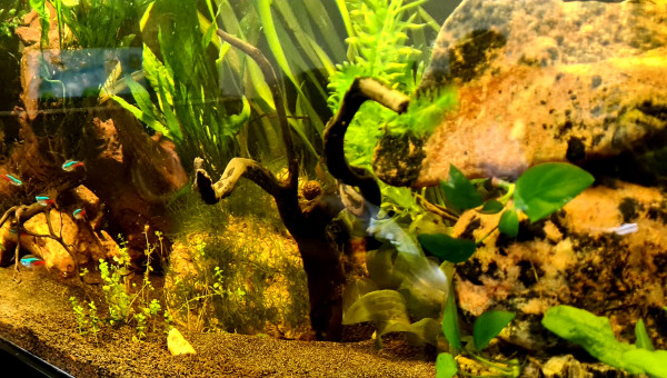 Introduction banc de neons