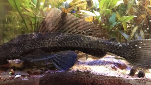 Plecotomus 35cm