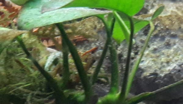 Gobie bourdon et Chromide