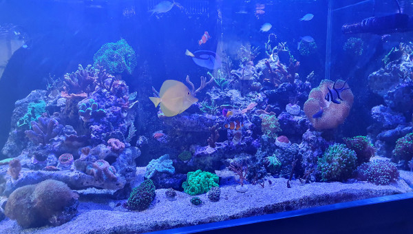 Les locataires de l'aqua