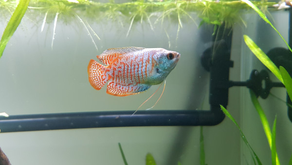 Moi je fais des bulles