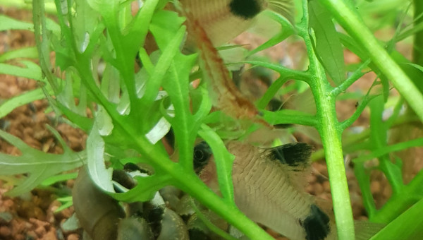 On mange tous ensemble