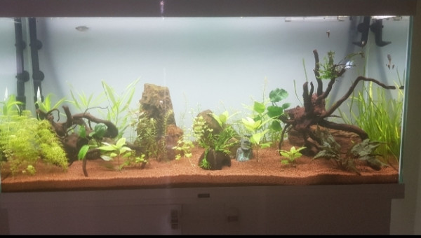 Introduction des poissons