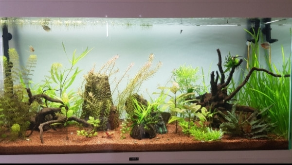 Rotala et vallisneria prennent le dessus