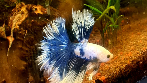 Évolution d'Ora  en 2 mois