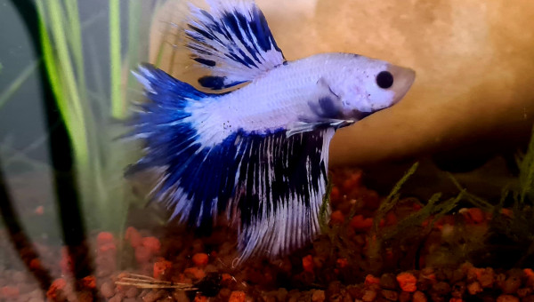 Évolution d'Ora  en 2 mois