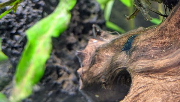 Sur la Route des Laves