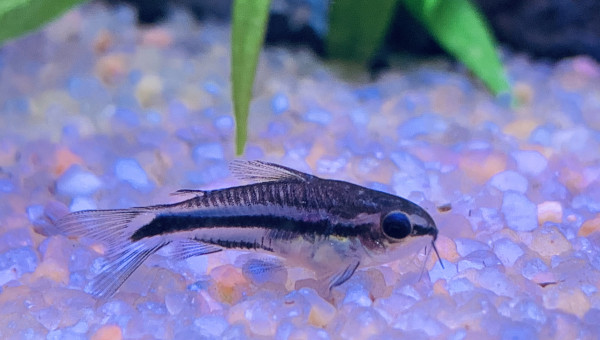 Corydoras pygmaeus