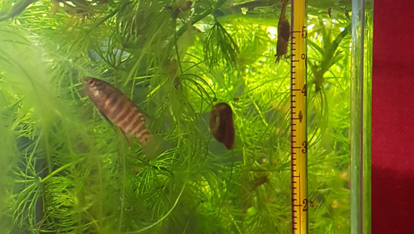 C'est reparti chez les malawas du 25L ^_^