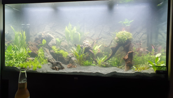 Plantation et mise en eau