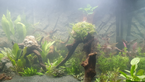 Plantation et mise en eau