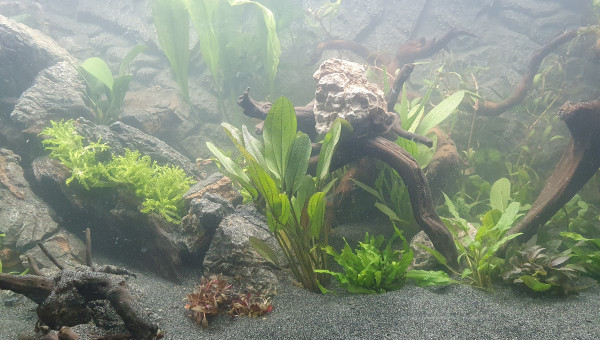 Plantation et mise en eau