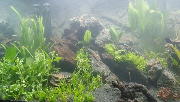 Plantation et mise en eau