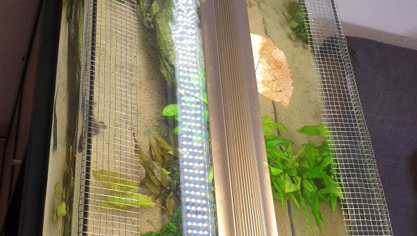 Sécurisation grillage galva 5x5