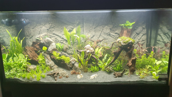 J+1 après la mise en eau du bac =)