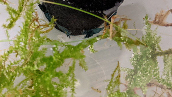 Sur la Route des Laves