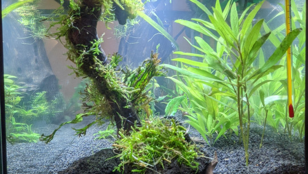 Sur la Route des Laves