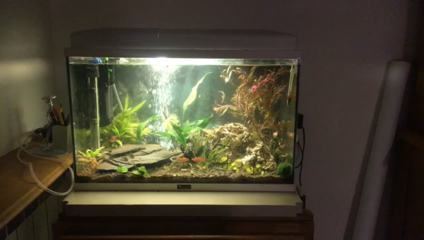 [-First Aquarium-]