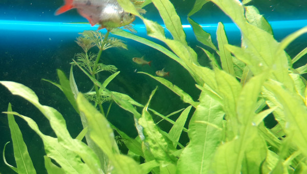 Alevins tétra colombien de sortie