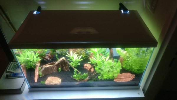 Capo + filtre externe