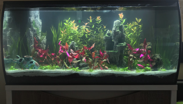 Ajouts de quelques plantes.