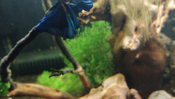 Petite photo de "Blue"