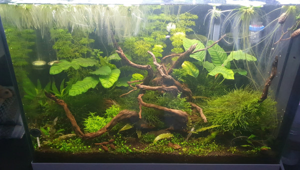 Le Bac au 11 Novembre