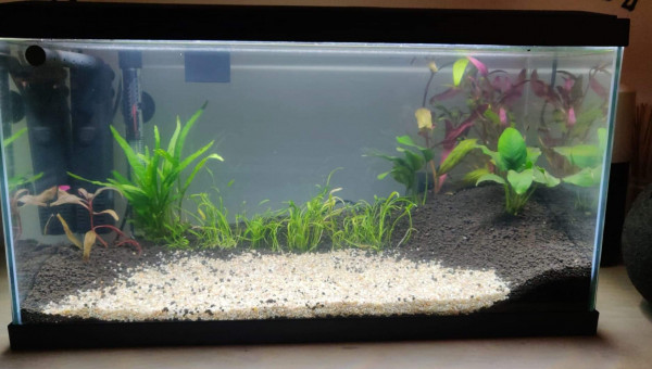 Premières plantations