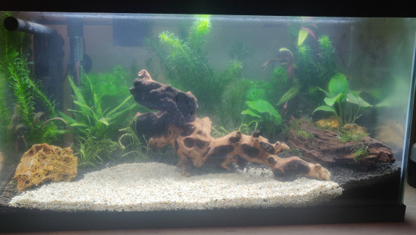 Installation décorations / 2ème plantations